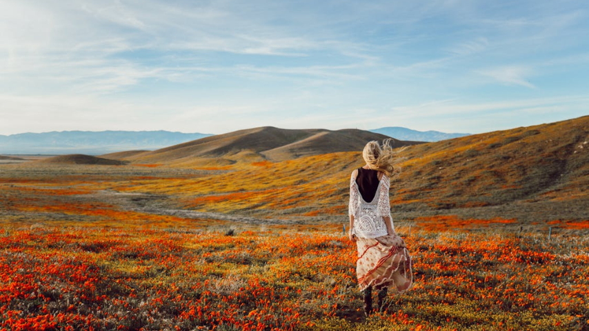 Antelope Poppy Valley California