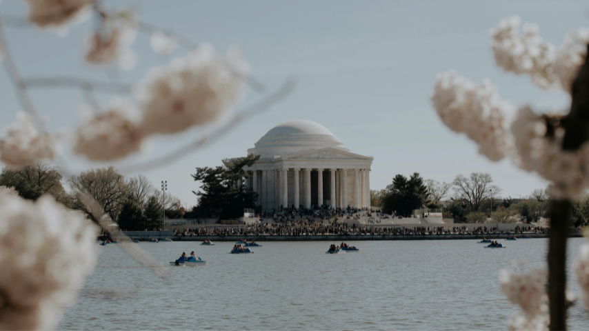 Cherry Blossom Magic in DC: A Family Guide to Nature's Most Enchanting Display